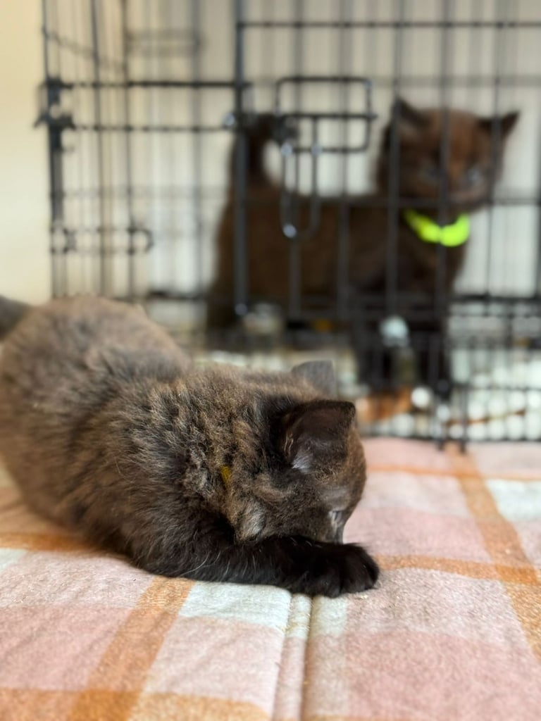 Male kittens (2 left)
