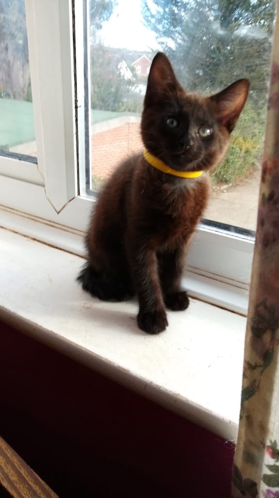 Black kitten for sale 
