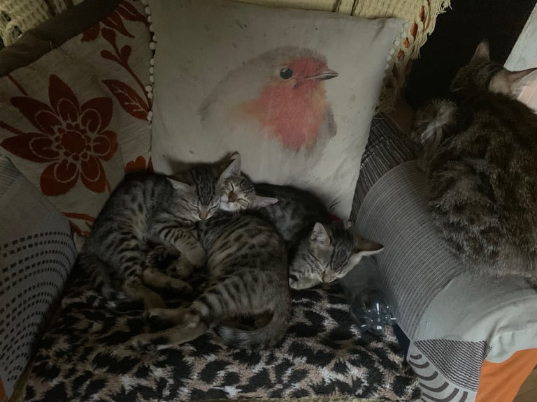 3 beautiful bengal kittens 10 weeks old 