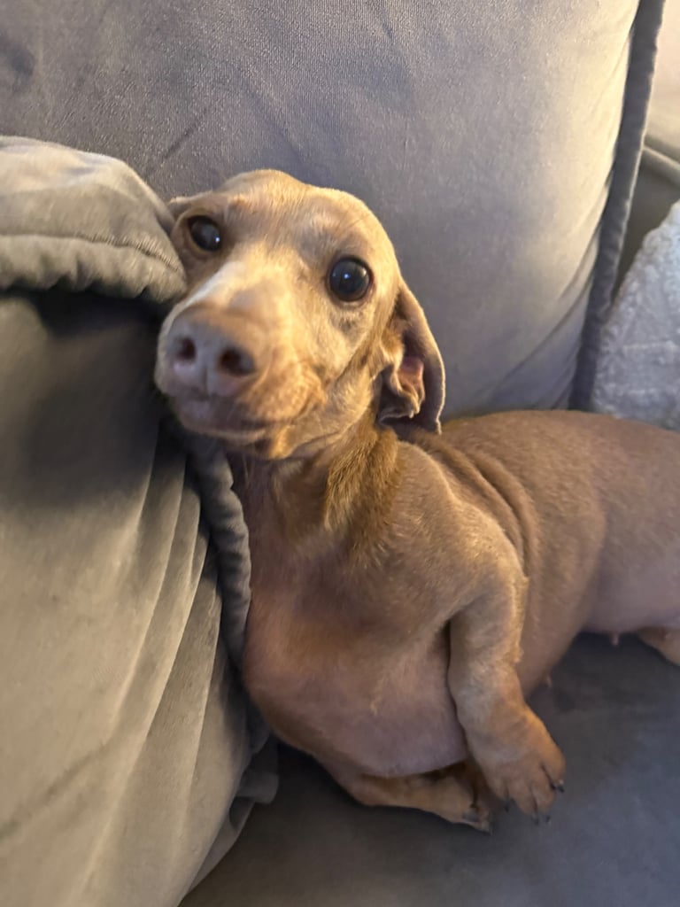 Lilac and tan miniture daschund 
