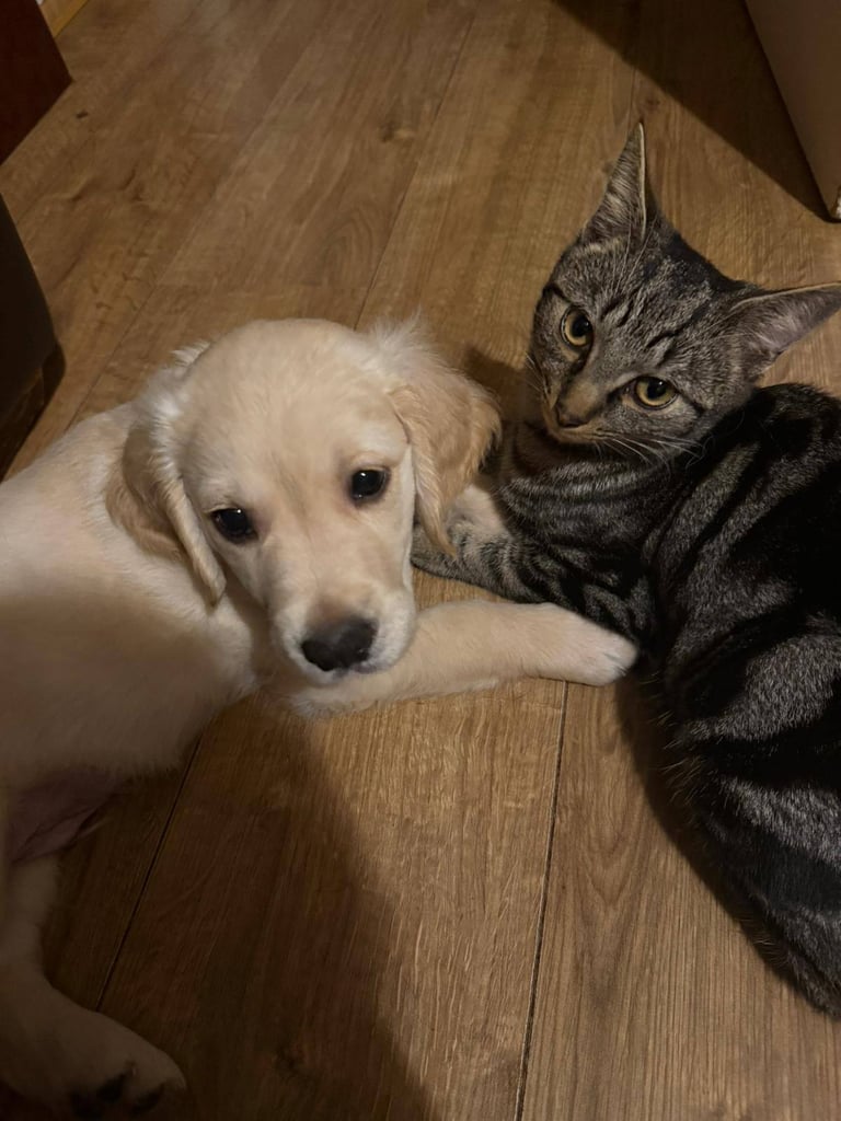  Golden retriever puppies 1 boy 