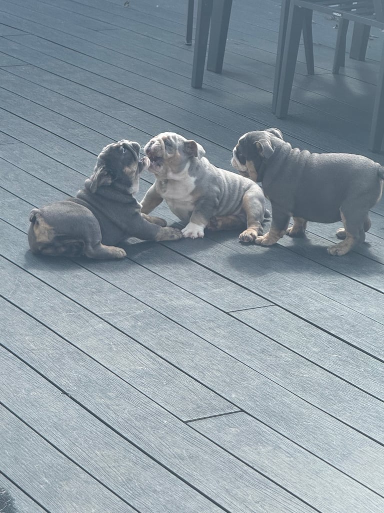 image for English bulldogs 