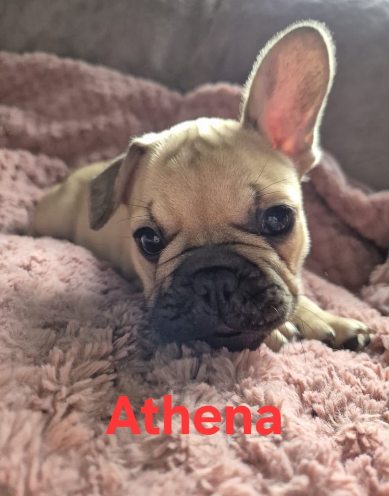 French bulldog puppies 