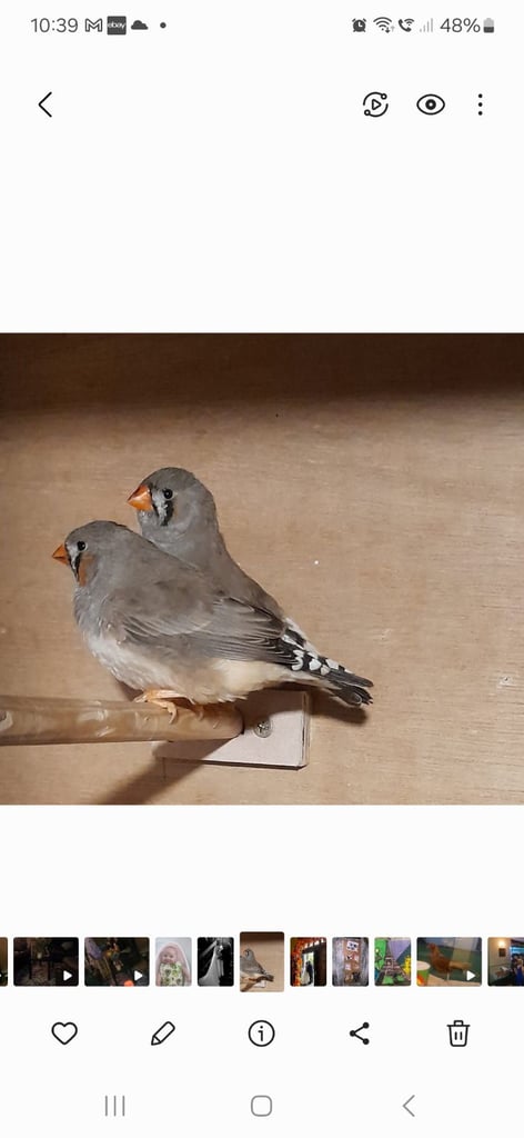 Zebra finches