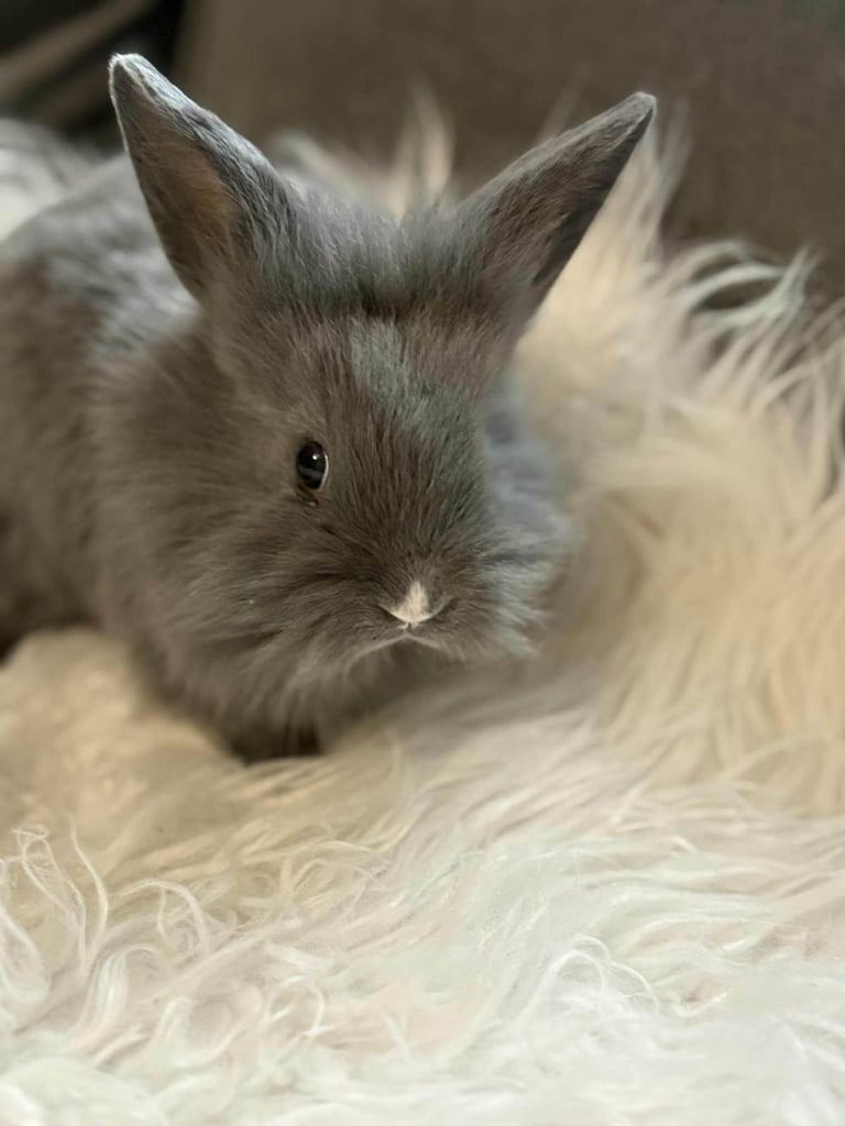 Rex/ lionhead babies 