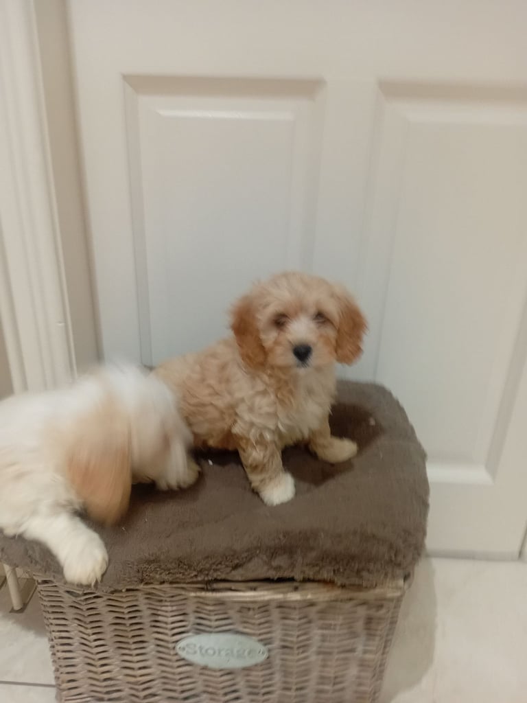 Cavachon