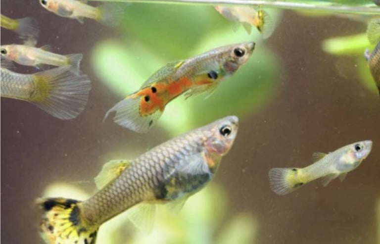 Guppy fishes only for sale