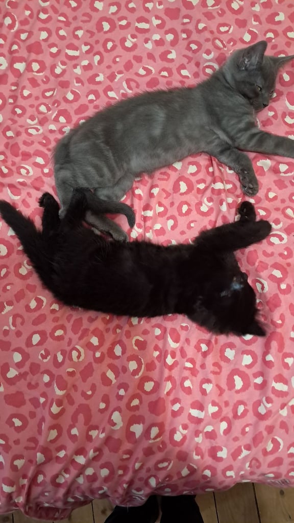 4 kittens for sale  3 black one grey the is british shorthair mixed 