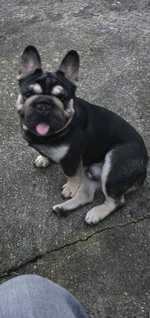 Quality French bulldog  for sale 