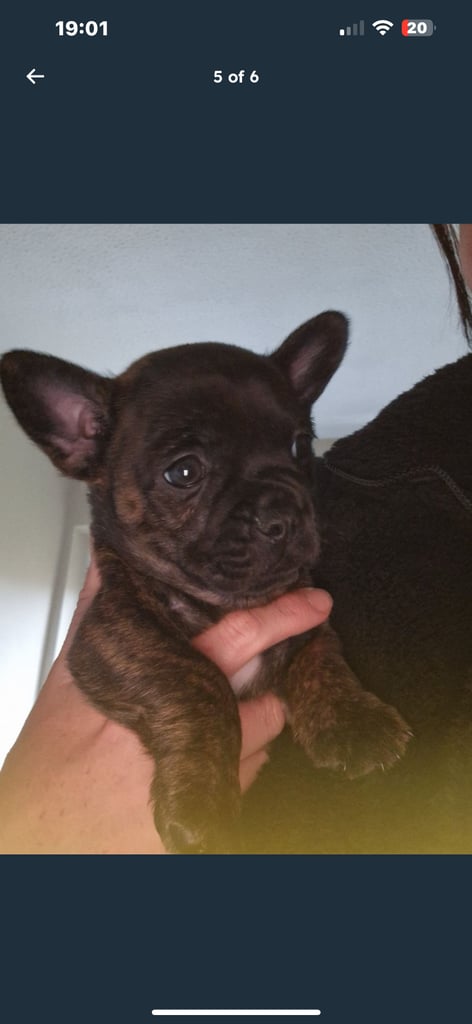 image for French bull dog x Pom 