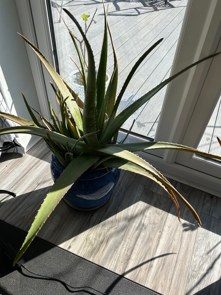 large Aloe Vera plant in high quality blue ceramic pots 