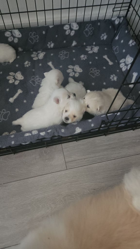 Pomeranian puppys 