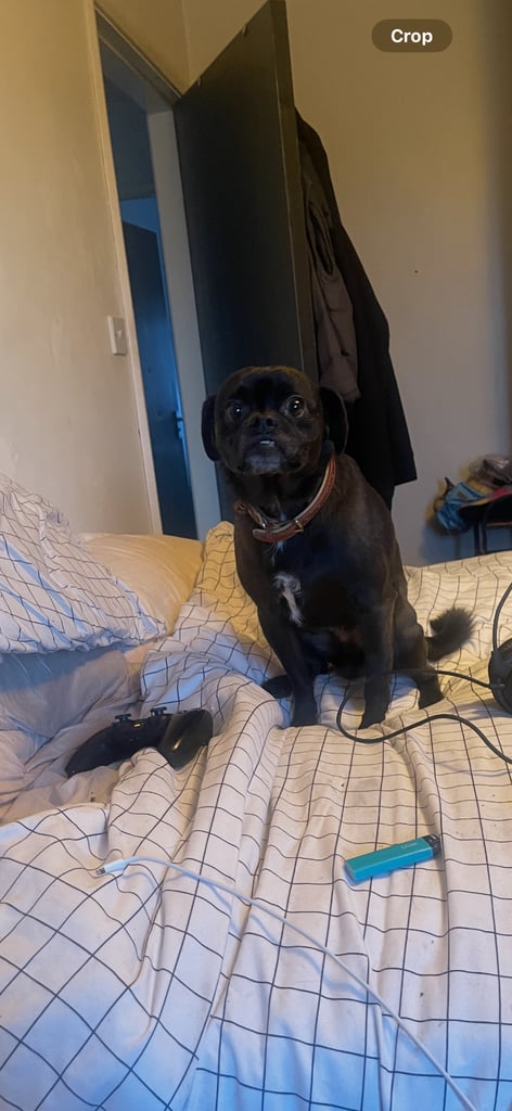 Small dog