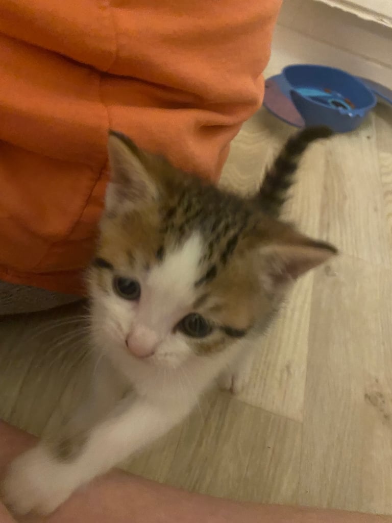 Playful gorgeous boy kitten