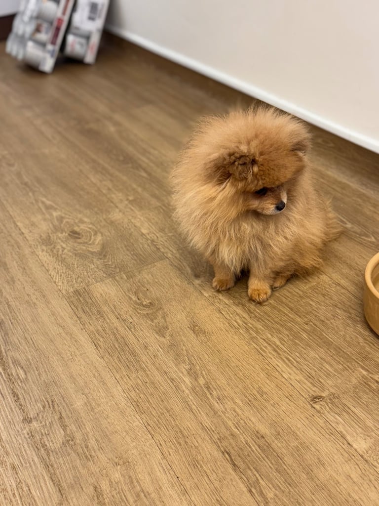 Small teddy Pomeranian puppy boy (brown) 