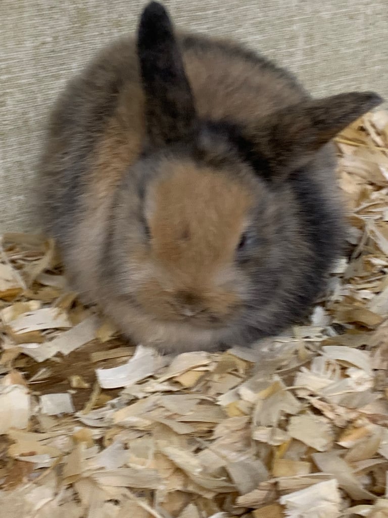 Mini lop rabbits 
