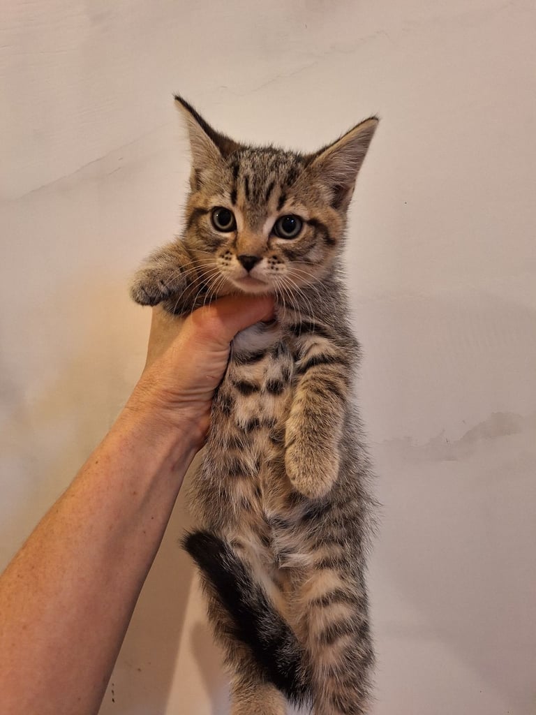  Kittens for sale 