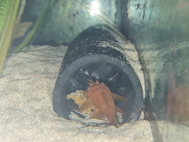 Super Red bristlenose plecos