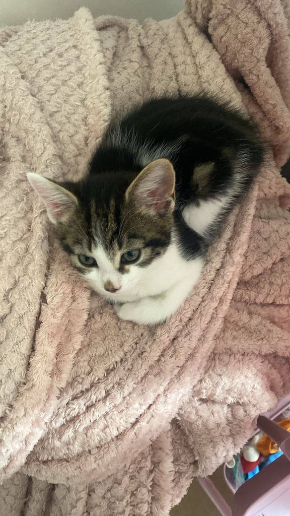 12 weeks old female white kitten 