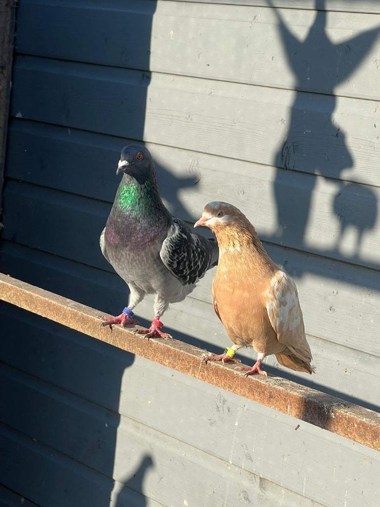Beautiful pigeons for sale in Edinburgh from £10