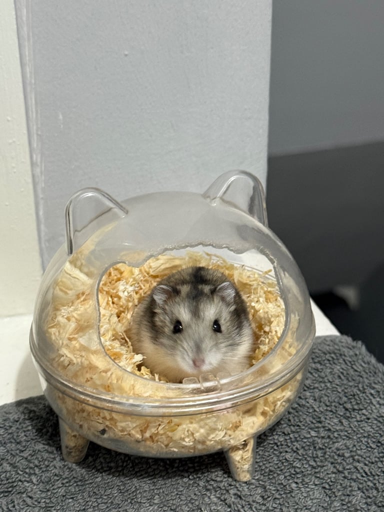 2 adorable dwarf hamsters -11 weeks old