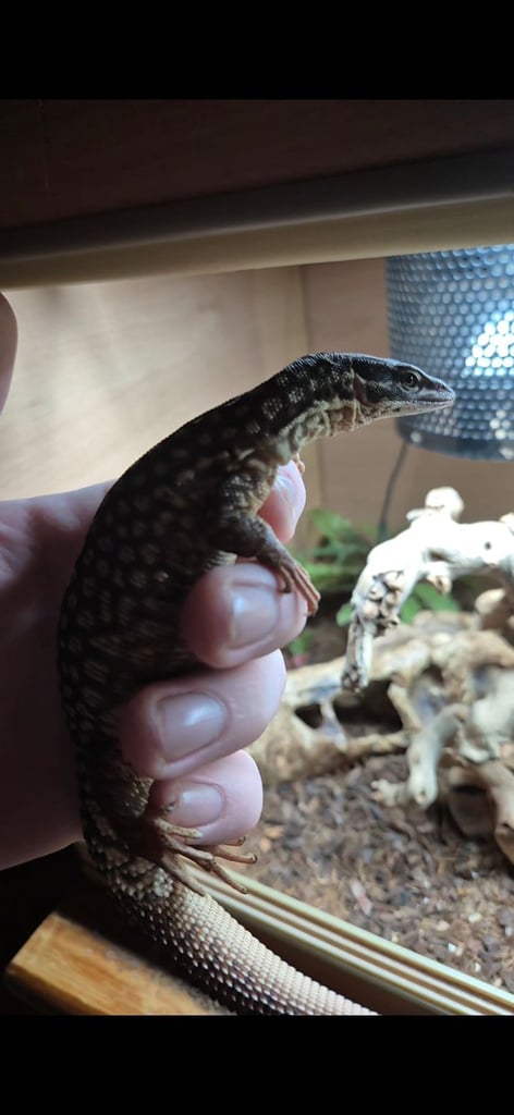 Selling my ackie monitor