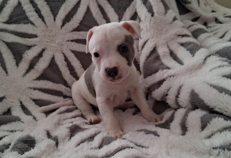 Staffordshire Puppies 