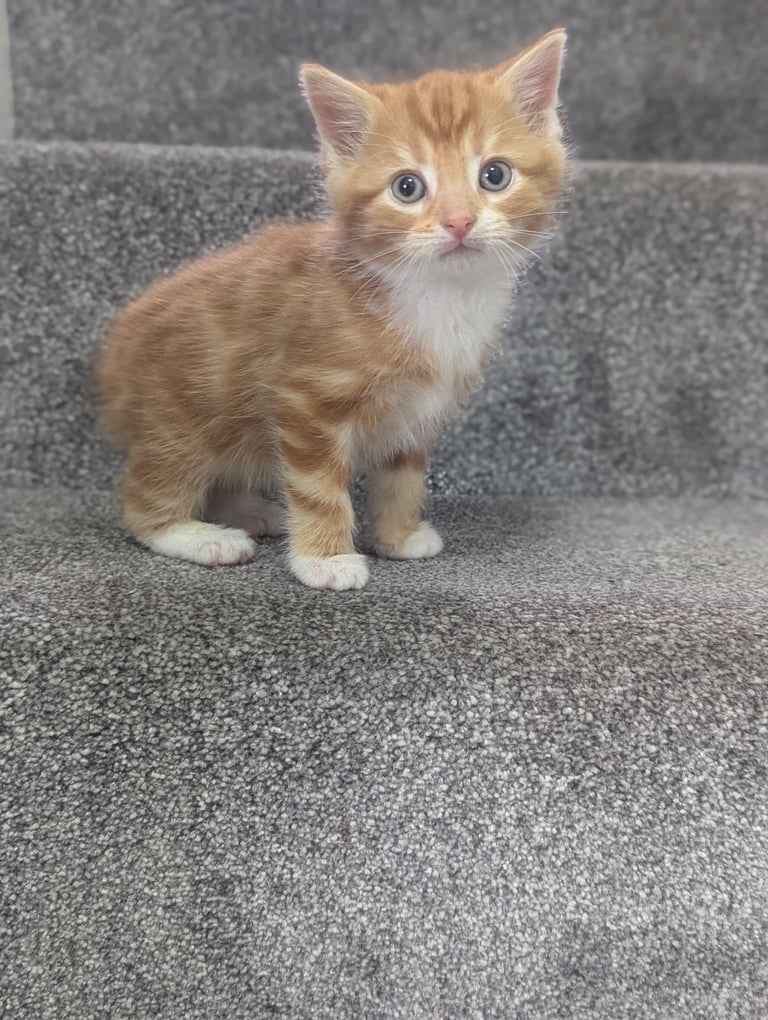 Two lovely ginger kittens 