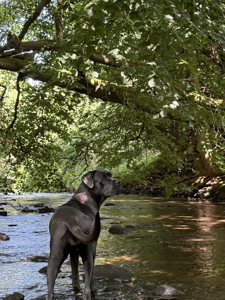 Healthy 1-Year-Old Female Cane Corso- Looking for a loving Home