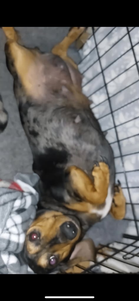 Beautiful dachshund puppies 🐾