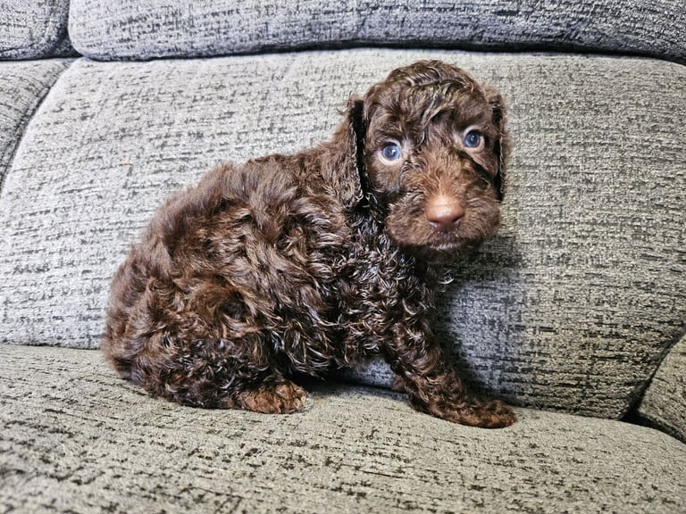 image for Cockapoo Ready to leave now