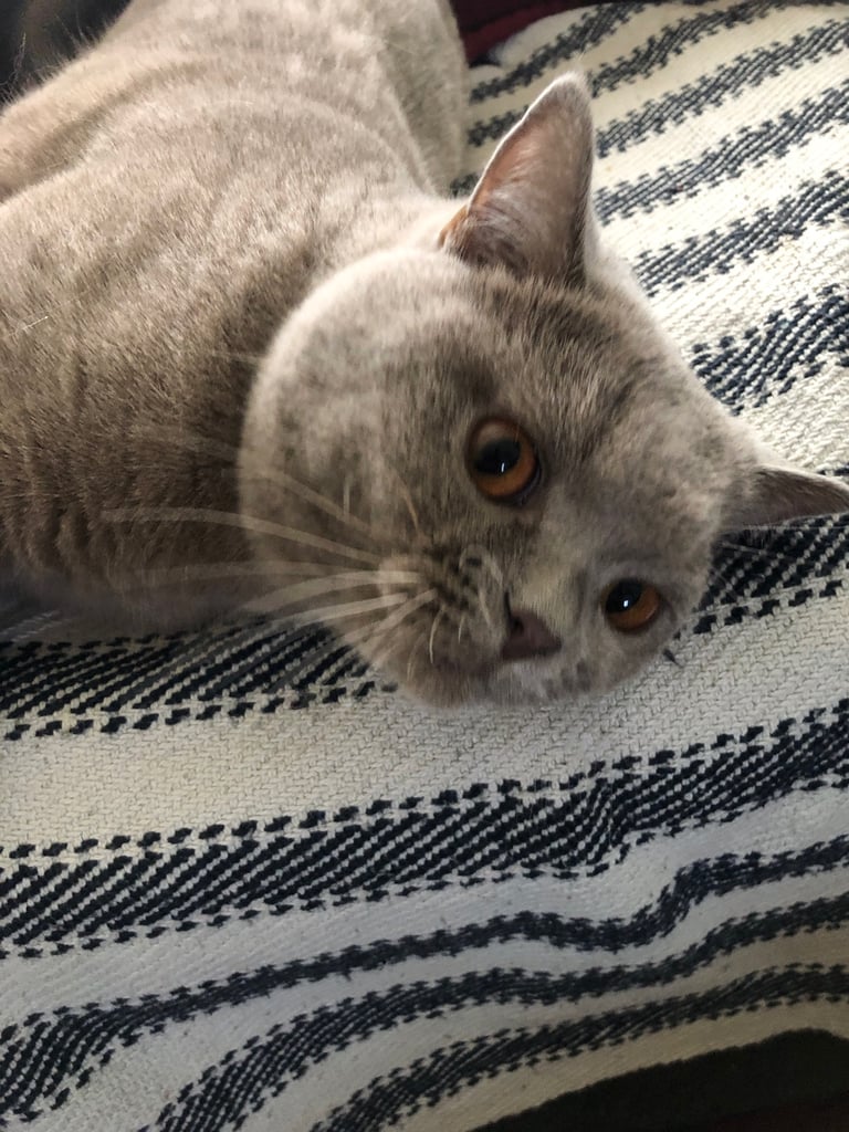 British Shorthair Cat
