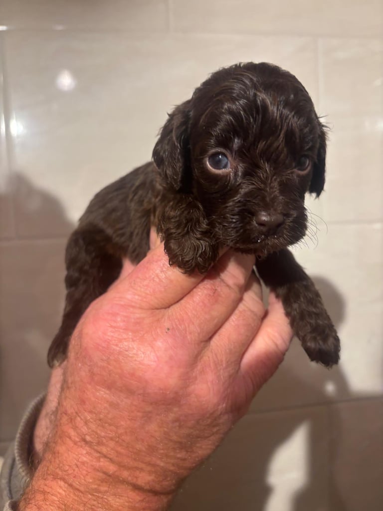 f2 Cockapoo puppies 7 left 