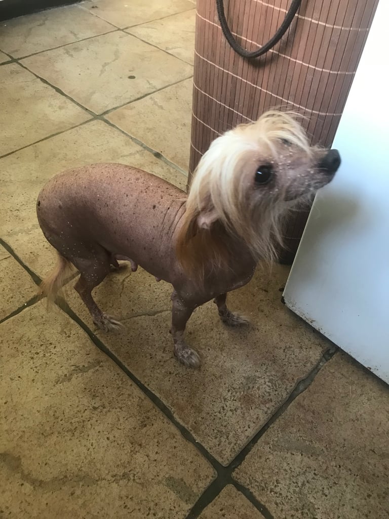 Rare Chi Chi Puppies