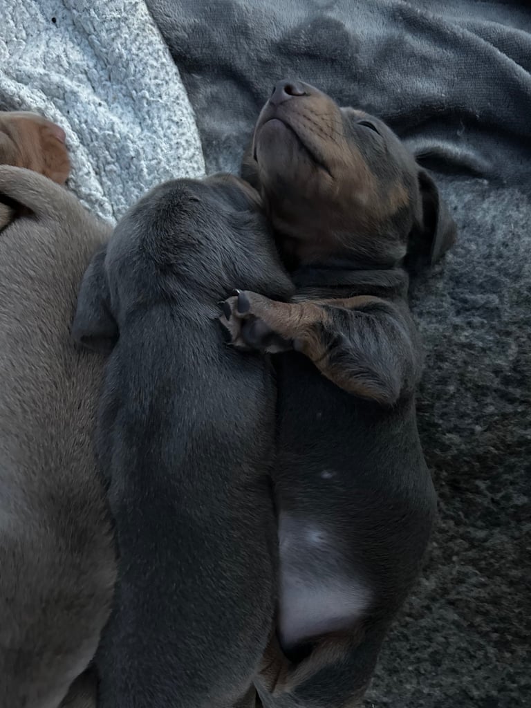 Beautiful Miniature Dachshund Puppies