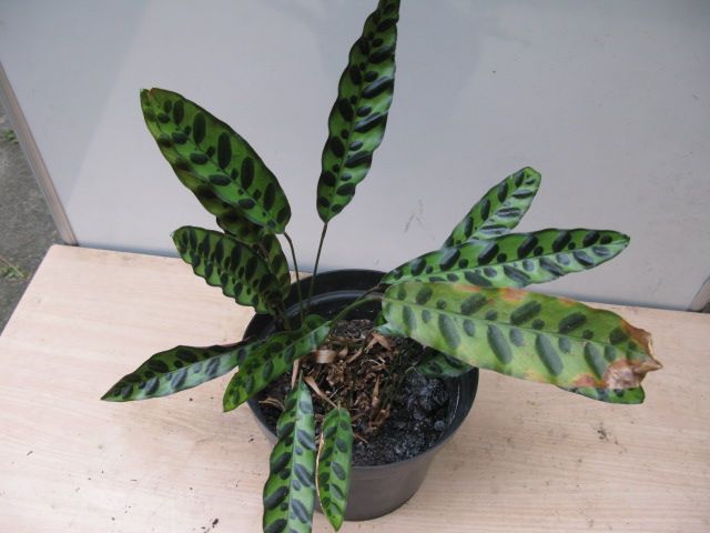 Plant Calathea Lancifolia