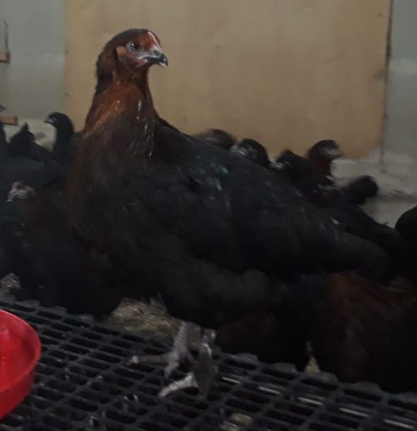 COPPER BLACK DARK EGG LAYERS