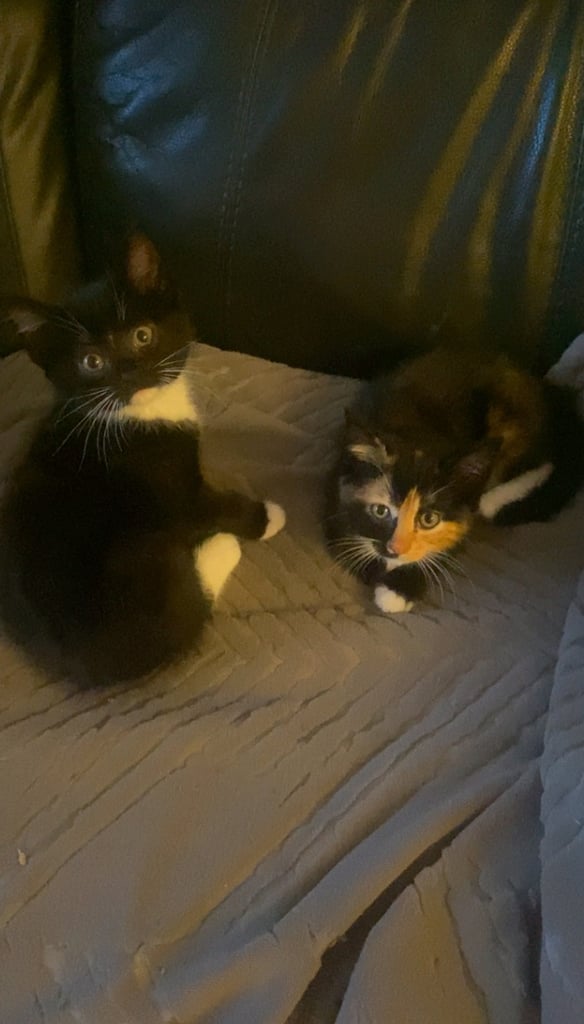 Very cute playful kittens 