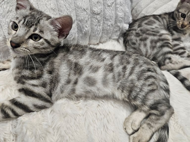 Bengal kittens 