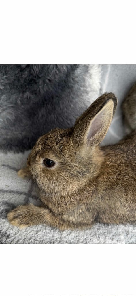 Mini lop -- Netherland dwarf male rabbits in Haverfordwest
