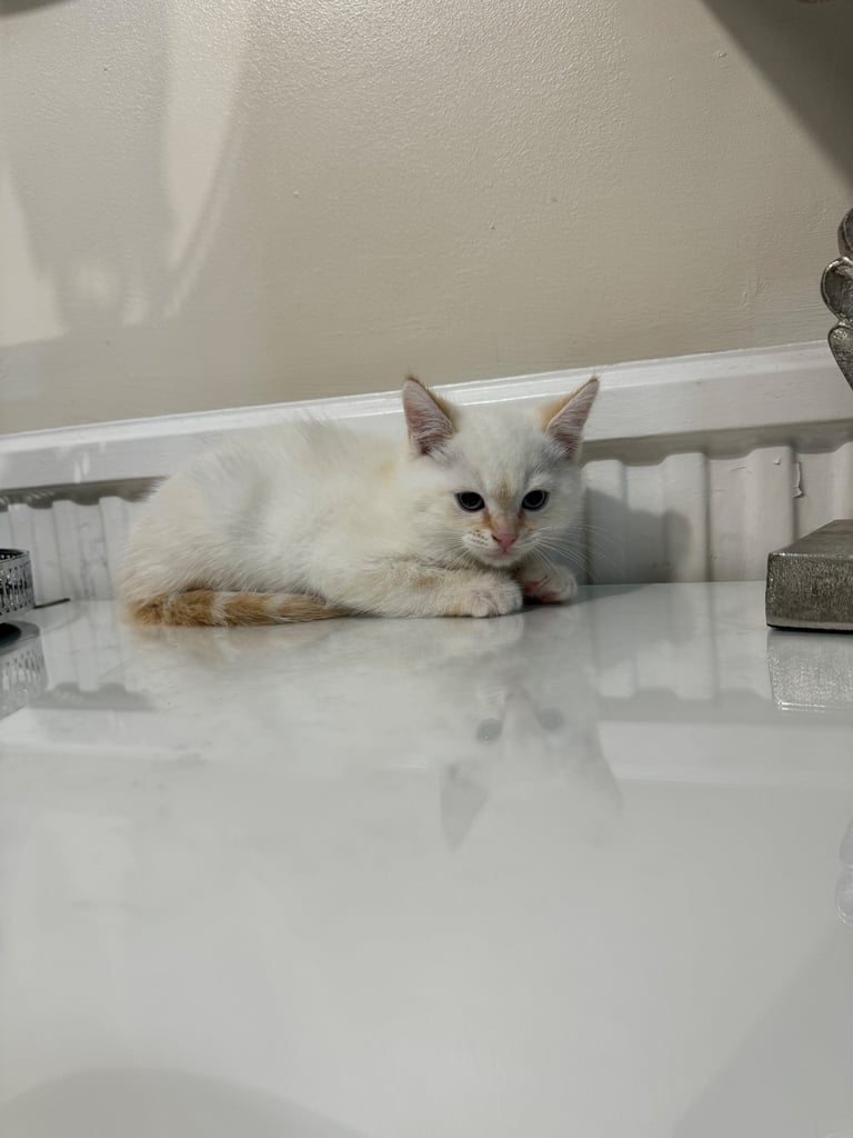 Flame point shorthair kittens 