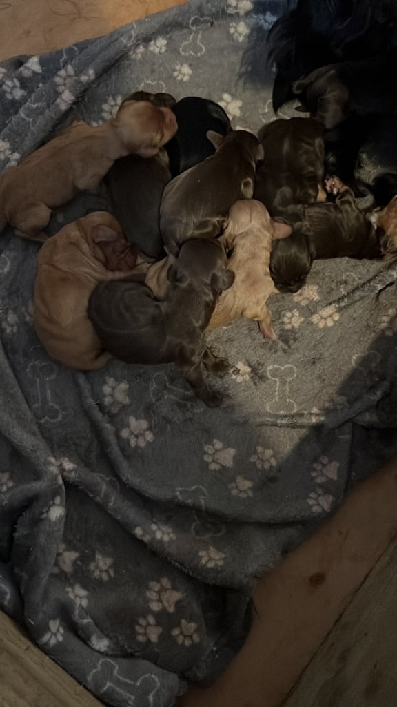 Cockerspaniel puppies 