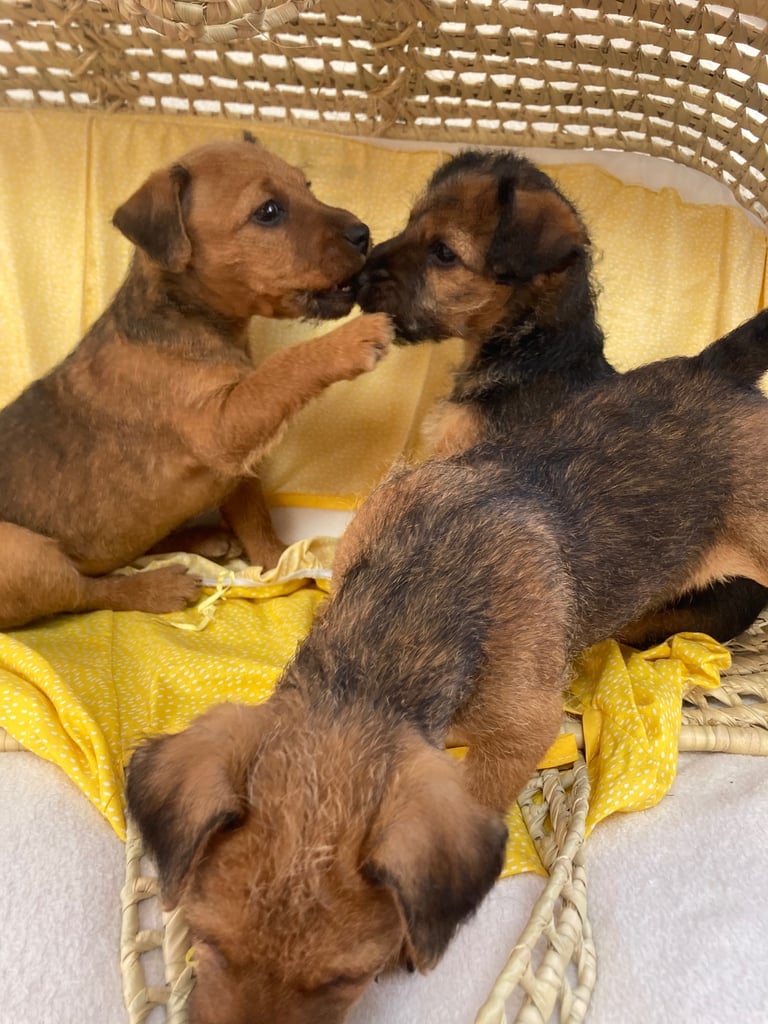 Patter dale puppies for sale 