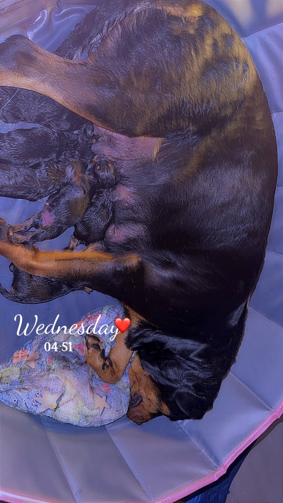 Beautiful Rottweiler puppies