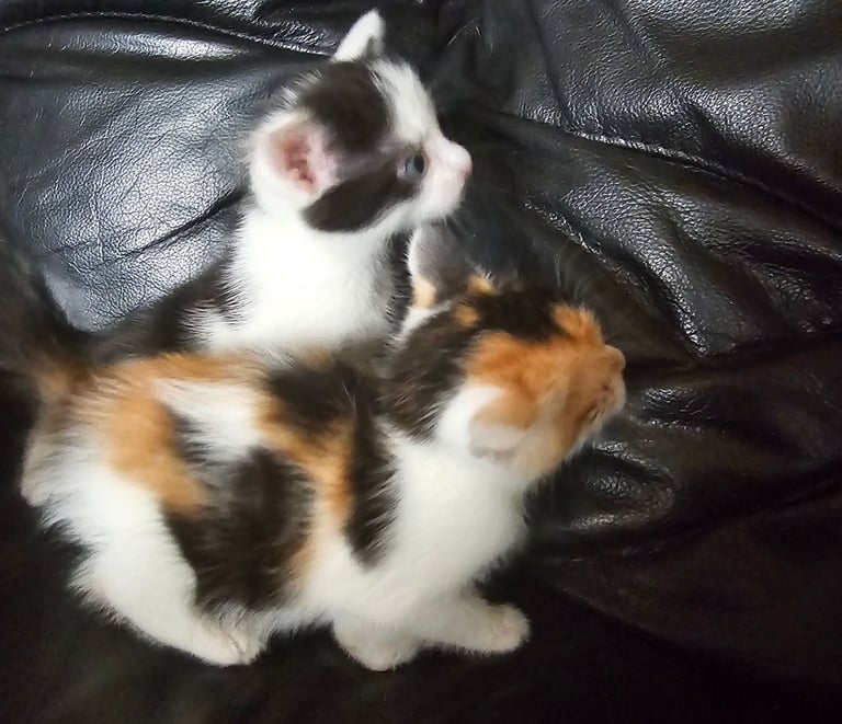 Kittens 