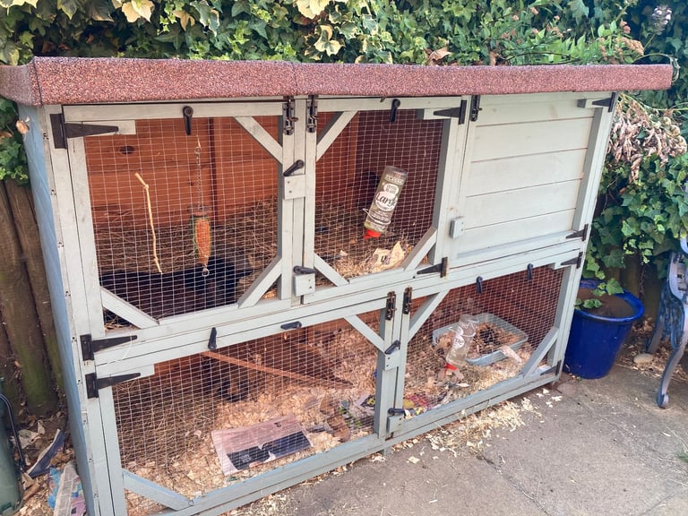 Two rabbits wanting a loving home