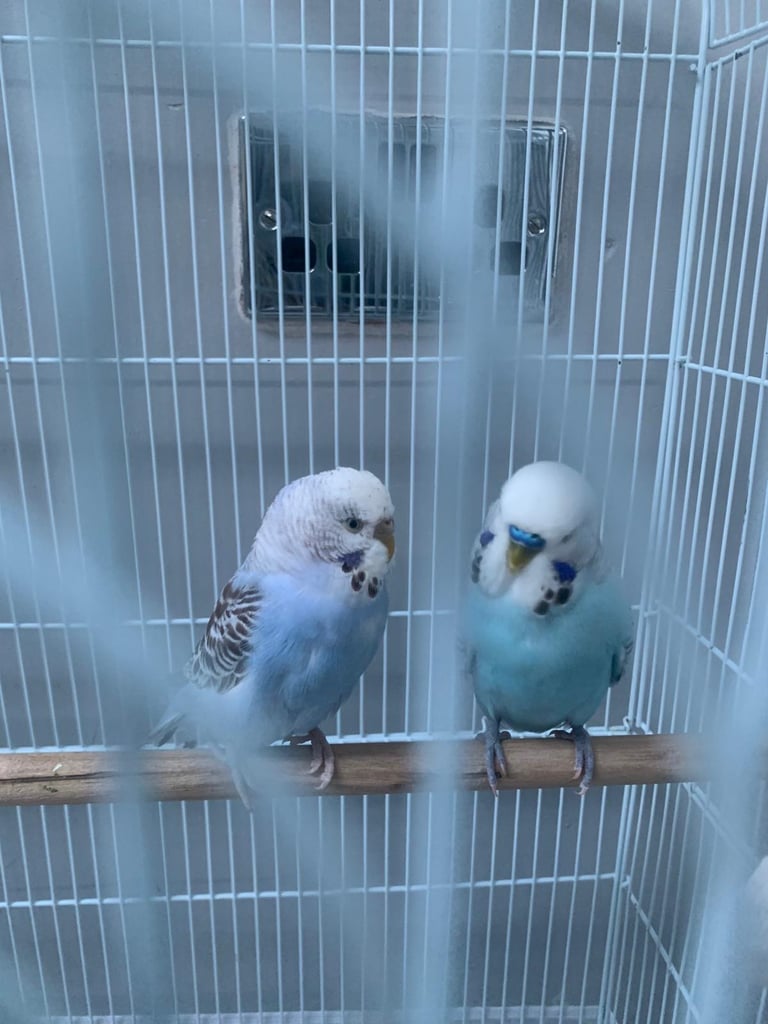 Budgies for sale 