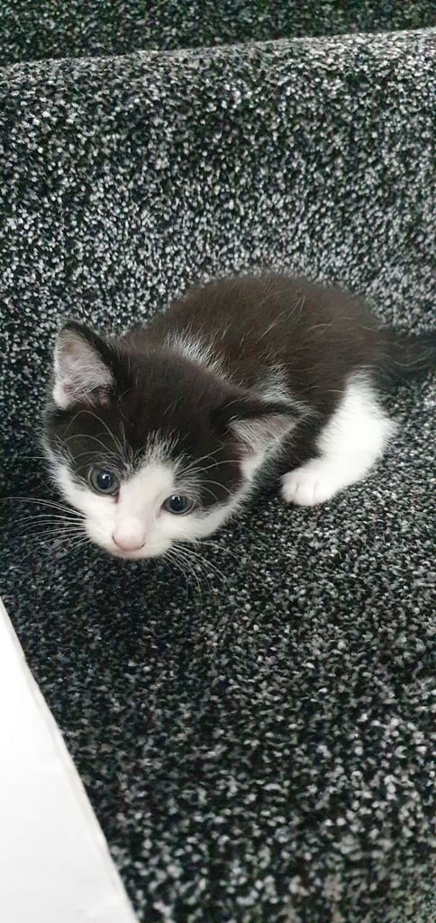 Kittens for Sale £60