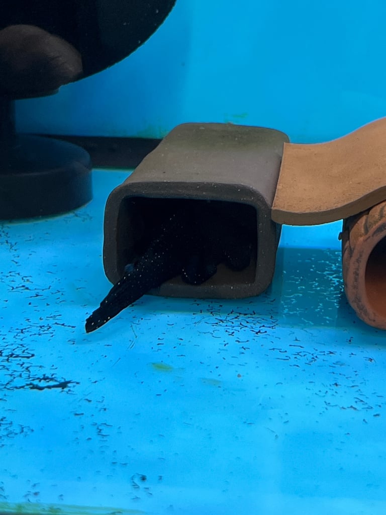 L181 Peppermint Pleco Breeding Group