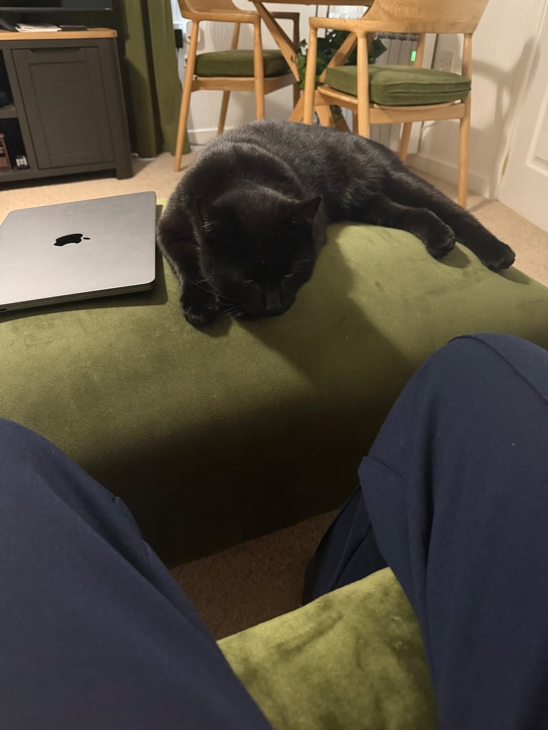 Bombay Cat